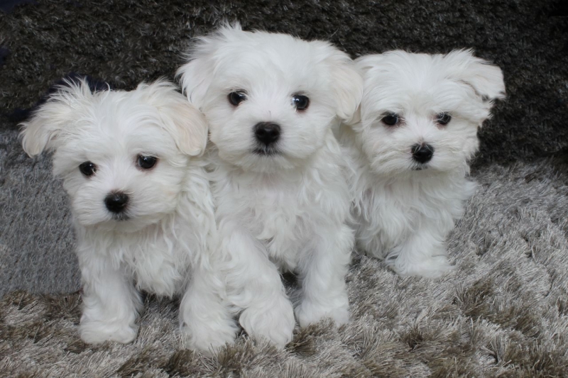 Charming Maltese puppies for Adoption .