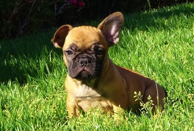 French bulldog puppies looking for loving homes