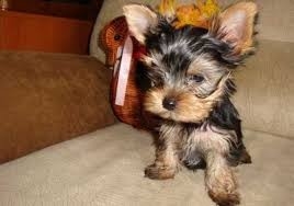 nice baby face Yorkie puppies For Free Adoption