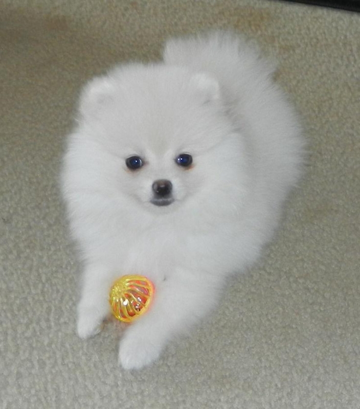 Male and Female AKC Pomeranian puppy available. 